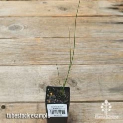 Xanthorrhoea - Grass Tree -Eco Garden Shop apo grass tree tubestock top