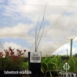 Xanthorrhoea - Grass Tree -Eco Garden Shop apo grass tree tubestock 1