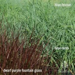 Pennisetum - Dwarf Purple Fountain Grass 13 Pennisetum - Dwarf Purple Fountain Grass -Eco Garden Shop apo grasses ptl