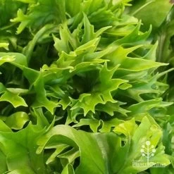 Microsorum Green Flame Fern -Eco Garden Shop apo green flame fern leaftips