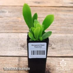 Microsorum Green Flame Fern -Eco Garden Shop apo green flame fern tubestock