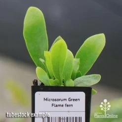 Microsorum Green Flame Fern -Eco Garden Shop apo green flame fern tubestock2
