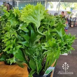 Microsorum Green Flame Fern -Eco Garden Shop apo green flame microsorum