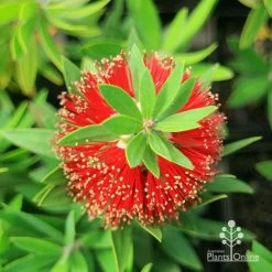 Callistemon Green John -Eco Garden Shop apo green john callistemon flower top