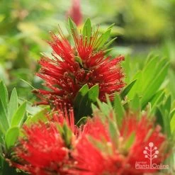 Callistemon Green John -Eco Garden Shop apo green john callistemon flowers