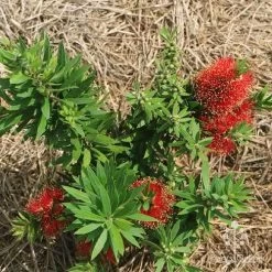 Callistemon Green John -Eco Garden Shop apo green john flowering nursery