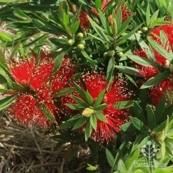 Callistemon Green John -Eco Garden Shop apo green john flowers