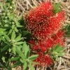 Callistemon Green John
