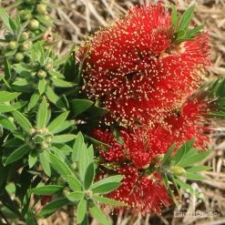 Callistemon Green John