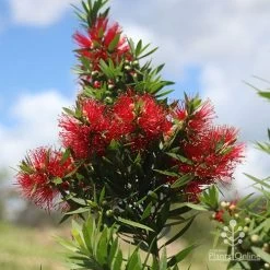 Callistemon Green John -Eco Garden Shop apo green john large flower cluster