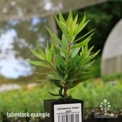 Callistemon Green John -Eco Garden Shop apo green john tubestock