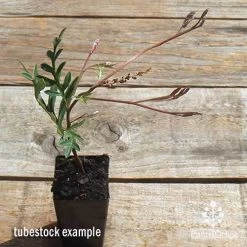 Grevillea Amazing Grace 6 Grevillea Amazing Grace -Eco Garden Shop apo grevillea amazing grace tubestock top