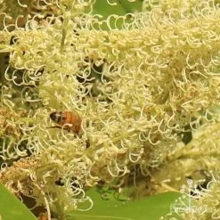 Grevillea Baileyana - Brown Silky Oak 23 Grevillea Baileyana - Brown Silky Oak -Eco Garden Shop apo grevillea baileyana close and bee