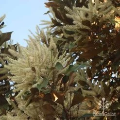 Grevillea Baileyana - Brown Silky Oak 26 Grevillea Baileyana - Brown Silky Oak -Eco Garden Shop apo grevillea baileyana glow