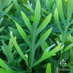 Grevillea Baileyana - Brown Silky Oak 29 Grevillea Baileyana - Brown Silky Oak -Eco Garden Shop apo grevillea baileyana leaf