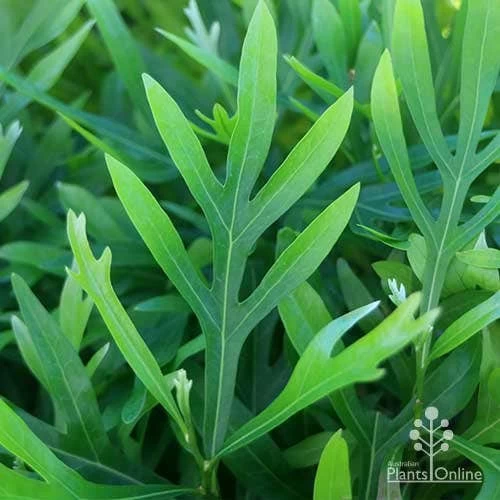 Grevillea Baileyana - Brown Silky Oak 13 Grevillea Baileyana - Brown Silky Oak - Image 13