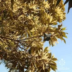 Grevillea Baileyana - Brown Silky Oak 28 Grevillea Baileyana - Brown Silky Oak -Eco Garden Shop apo grevillea baileyana underneath