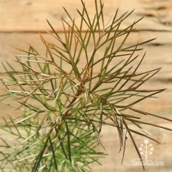 Grevillea Bon Accord 15 Grevillea Bon Accord -Eco Garden Shop apo grevillea bon accord bronze foliage