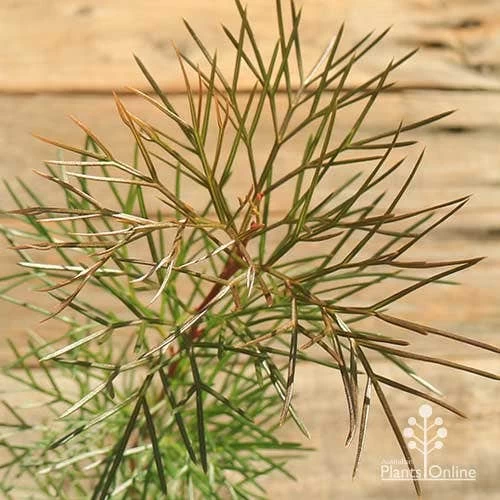 Grevillea Bon Accord 5 Grevillea Bon Accord - Image 5