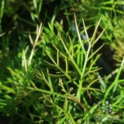 Grevillea Bon Accord 19 Grevillea Bon Accord -Eco Garden Shop apo grevillea bon accord foliage