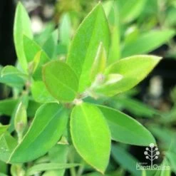 Grevillea Canterbury Gold -Eco Garden Shop apo grevillea canterbury gold new shoot