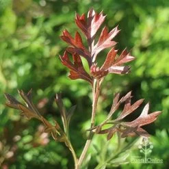 Grevillea Carpet Layer -Eco Garden Shop apo grevillea carpet layer new leaf colour