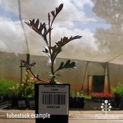 Grevillea Carpet Layer -Eco Garden Shop apo grevillea carpetlayer tubestock