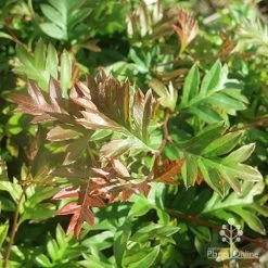 Grevillea Gaudichaudii -Eco Garden Shop apo grevillea gaudichaudi foliage