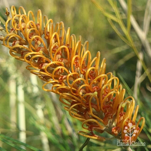 Grevillea Honey Gem 2 Grevillea Honey Gem - Image 2