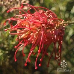 Grevillea Little Robyn -Eco Garden Shop apo grevillea little robyn open sunshine
