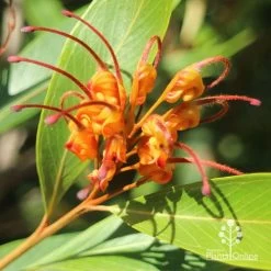 Grevillea Orange Marmalade 35 Grevillea Orange Marmalade -Eco Garden Shop apo grevillea orange marmalade flower closeup