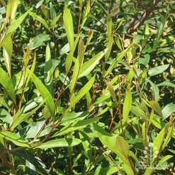 Grevillea Orange Marmalade 30 Grevillea Orange Marmalade -Eco Garden Shop apo grevillea orange marmalade foliage