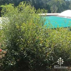 Grevillea Orange Marmalade 37 Grevillea Orange Marmalade -Eco Garden Shop apo grevillea orange marmalade nursery bush