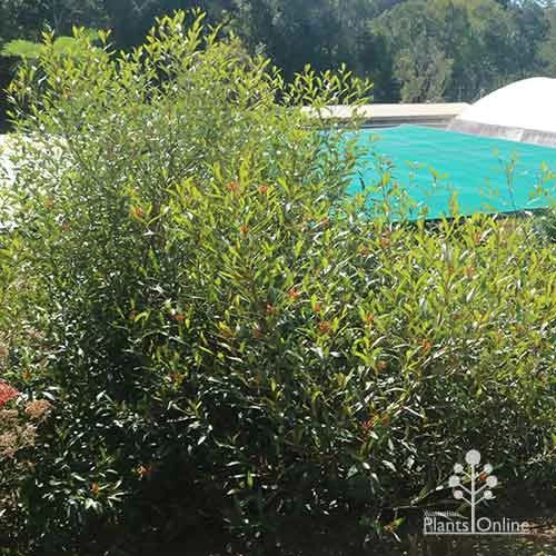 Grevillea Orange Marmalade 19 Grevillea Orange Marmalade - Image 19