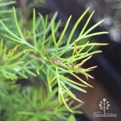 Grevillea Silk Carpet -Eco Garden Shop apo grevillea pinaster new foliage