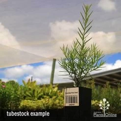 Grevillea Pink Pearl 22 Grevillea Pink Pearl -Eco Garden Shop apo grevillea pink pearl tubestock 1