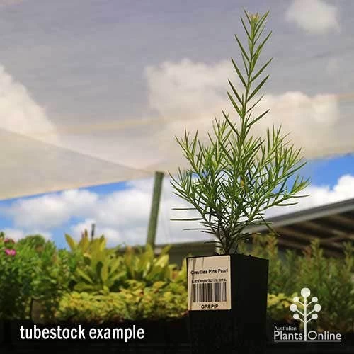 Grevillea Pink Pearl 8 Grevillea Pink Pearl - Image 8