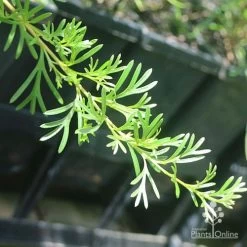 Grevillea Red Wings -Eco Garden Shop apo grevillea red wings stem