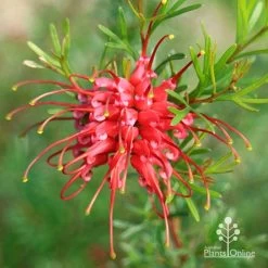 Grevillea Red Wings -Eco Garden Shop apo grevillea red wings winter
