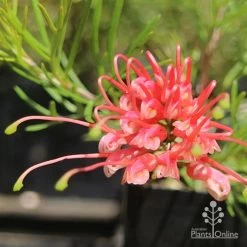 Grevillea Silk Carpet