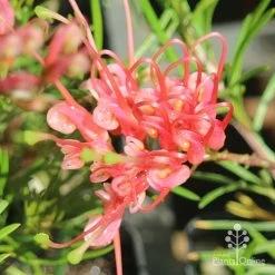 Grevillea Silk Carpet -Eco Garden Shop apo grevillea silk carpet flower open