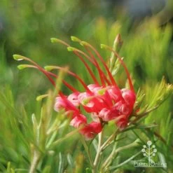 Grevillea Silk Carpet -Eco Garden Shop apo grevillea silk carpet flower side