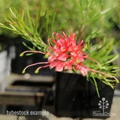 Grevillea Silk Carpet -Eco Garden Shop apo grevillea silk carpet tubestock