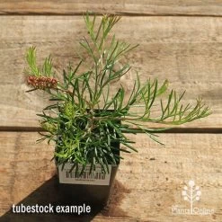 Grevillea Silk Carpet -Eco Garden Shop apo grevillea silk carpet tubestock top