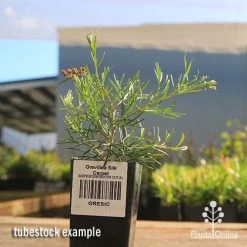 Grevillea Silk Carpet -Eco Garden Shop apo grevillea silk carpet tubestock 1