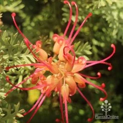 Grevillea Soopa Doopa -Eco Garden Shop apo grevillea soopa doopa flower