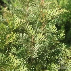 Grevillea Soopa Doopa -Eco Garden Shop apo grevillea soopa doopa foliage2