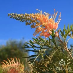 Grevillea Strawberry Pops -Eco Garden Shop apo grevillea strawberry pops blue sky