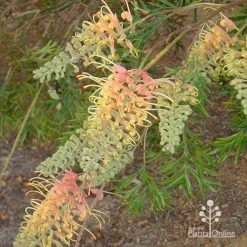 Grevillea Strawberry Pops -Eco Garden Shop apo grevillea strawberry pops buds