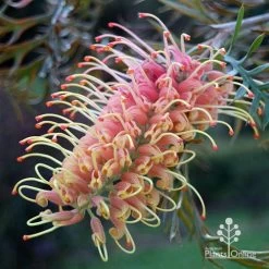 Grevillea Strawberry Pops -Eco Garden Shop apo grevillea strawberry pops colour in shade
